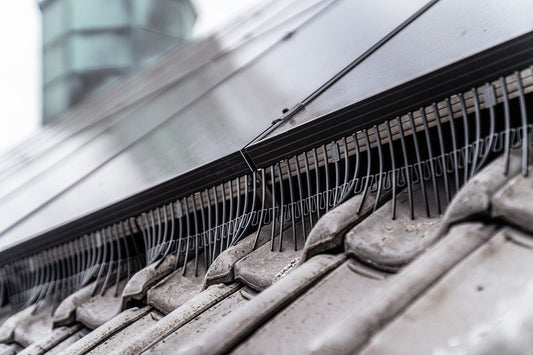 Solar Panels & Martens: How BirdBlocker Can Help - We Protect Solar