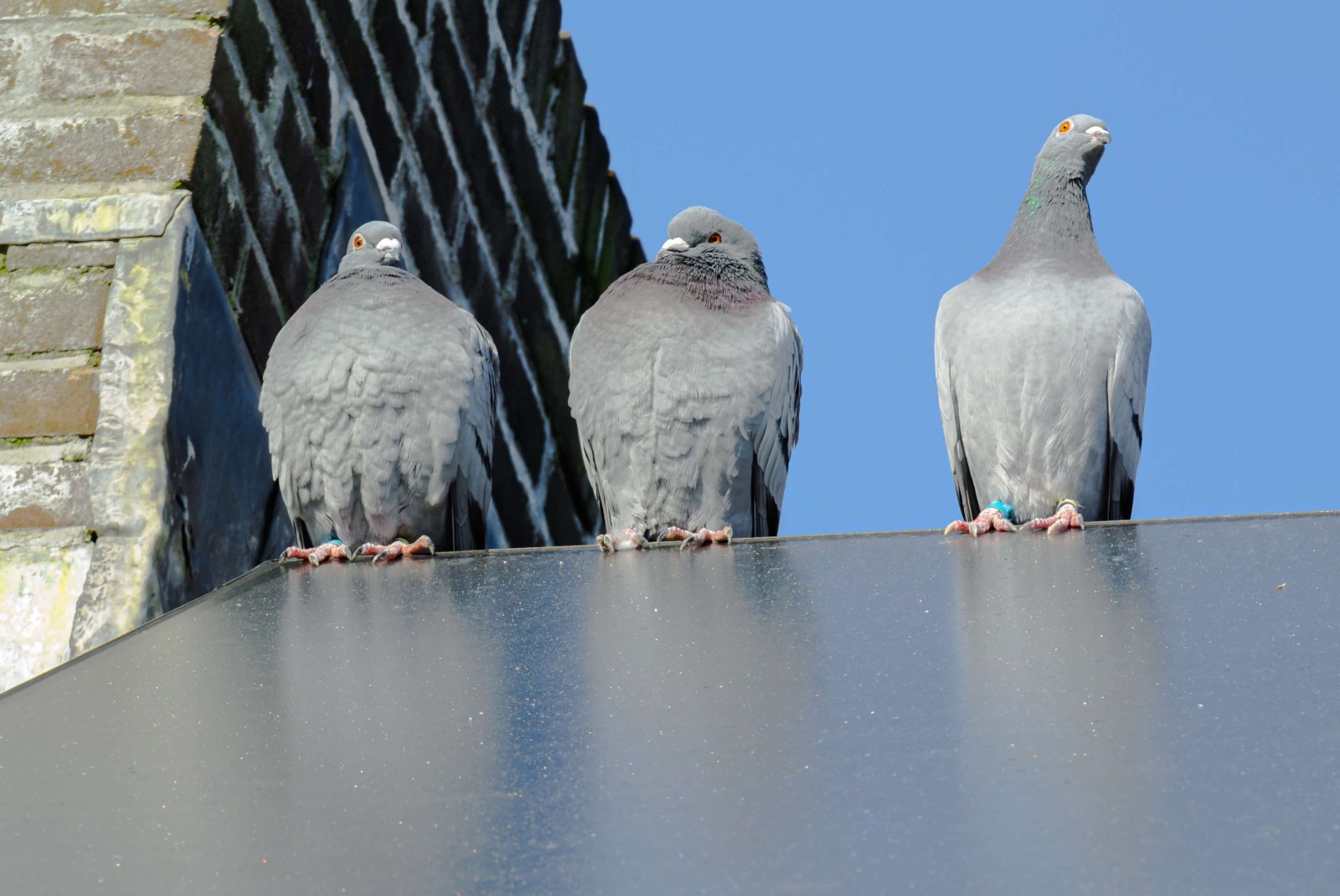 Future-Proofing Irish Solar Installations: Why BirdBlocker is a Must for Homeowners - We Protect Solar