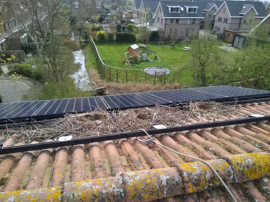 Why Birds Are a Real Threat to Your Solar Panels - We Protect Solar