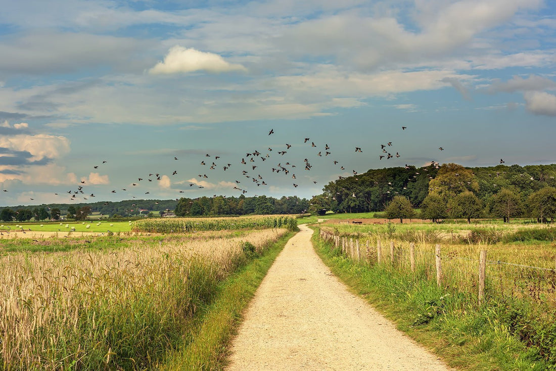 Animal Welfare, Protection, and the Nesting Season - We Protect Solar