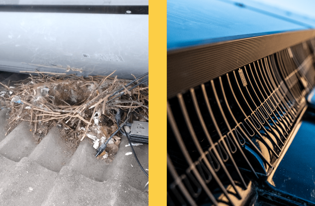Protect Spanish Solar with BirdBlocker - We Protect Solar