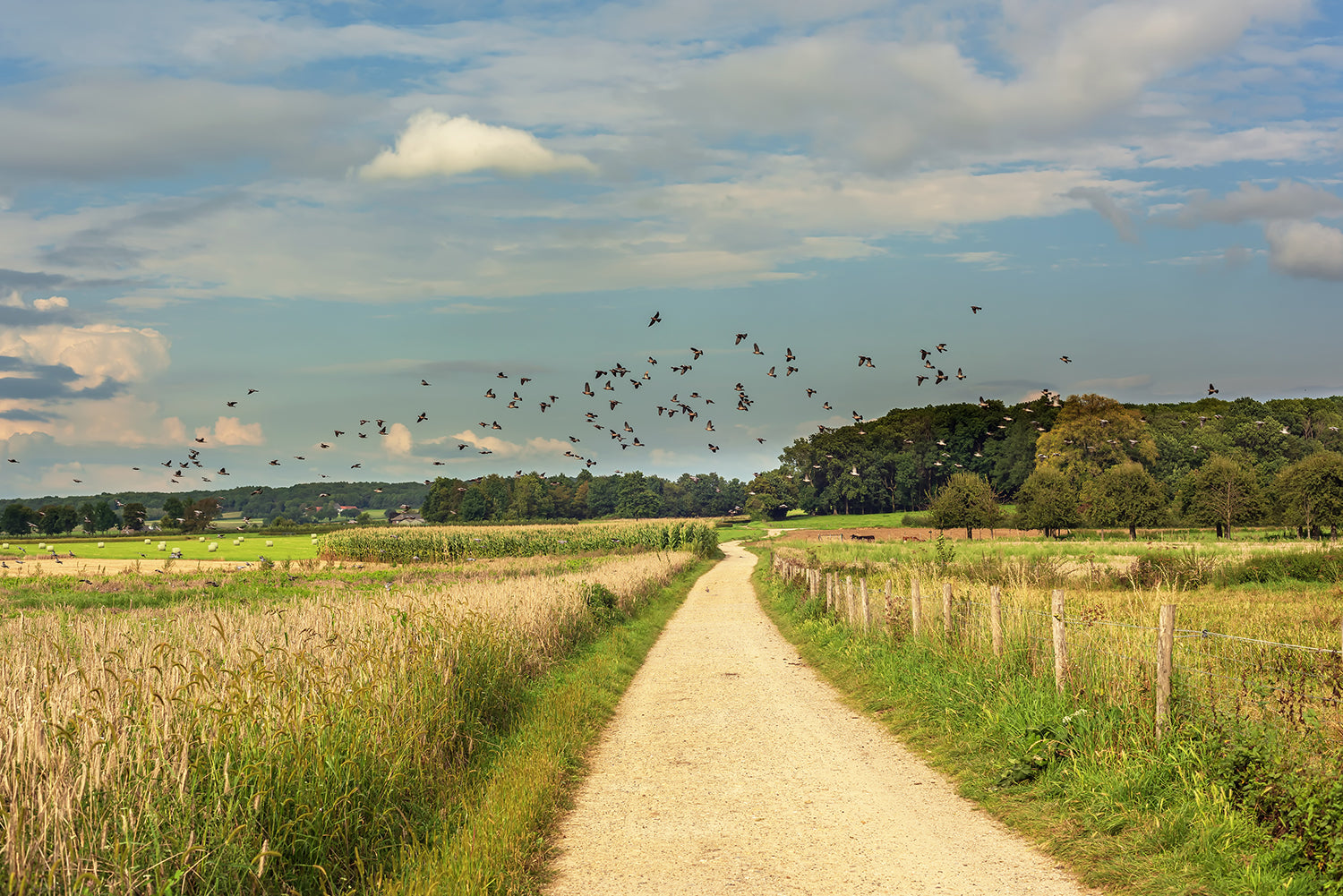 Landscape rural photo of birds flying over a dirt road