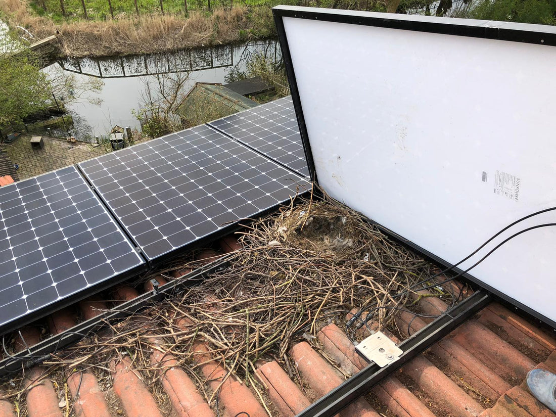 Bird Nesting Under Solar Panels: Hidden Cost for Austrian Homeowners - We Protect Solar