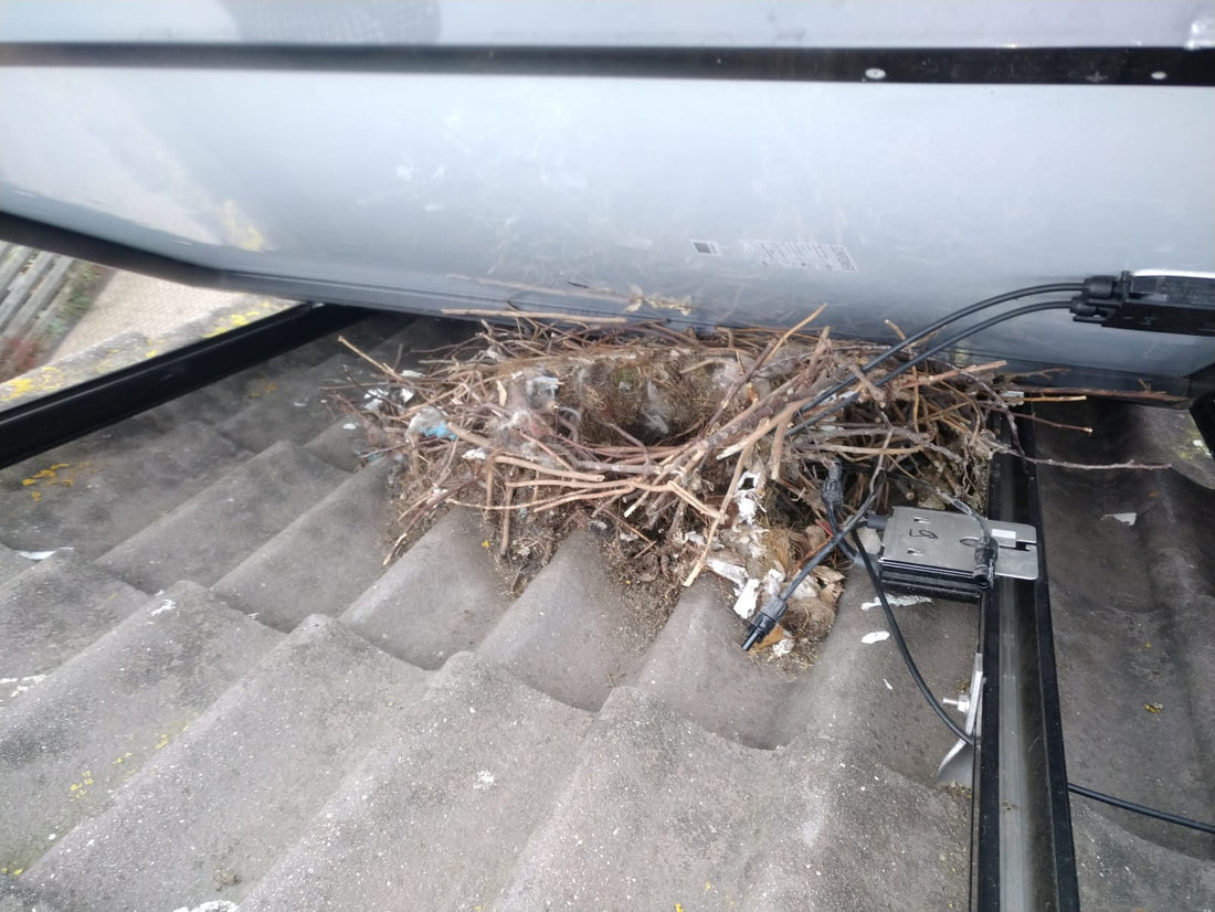 Preventing Crows from Nesting Under Solar Panels: An Animal-Friendly, Sustainable Solution with BirdBlocker - We Protect Solar