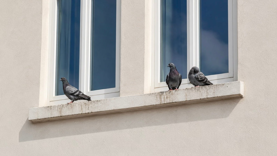 Why Sticky Beats Spiky: A Humane, Effective Bird Deterrent Solution - We Protect Solar