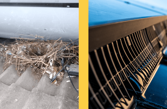 Protect Spanish Solar with BirdBlocker - We Protect Solar