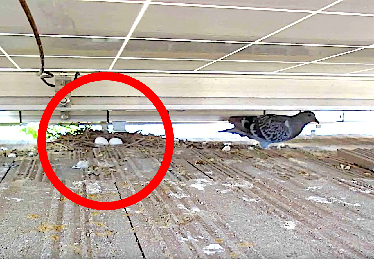Bird Nests vs. Solar Panels: Understanding the Hidden Risks