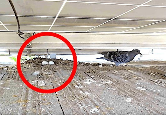 Nesting Season & Your PV System: The Hidden Risk Under Your Panels - We Protect Solar