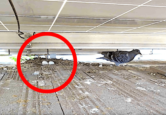 Bird Nests vs. Solar Panels: Understanding the Hidden Risks - We Protect Solar